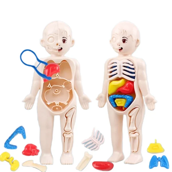 Os Brinquedos Montessori de Educação Científica para Crianças proporcionam uma experiência educativa única ao explorar o órgão do corpo humano. Este modelo de anatomia é um brinquedo médico montável DIY que não apenas entretém, mas também educa, oferecendo às crianças uma visão interativa e prática do funcionamento interno do corpo humano. Com 13 órgãos modelados detalhadamente, esse conjunto é uma ferramenta de ensino envolvente que estimula a curiosidade e promove o aprendizado ativo. Ao permitir que as crianças montem seus próprios modelos anatômicos, esse brinquedo Montessori fomenta o desenvolvimento cognitivo, motor e criativo. Além disso, serve como uma introdução amigável e acessível ao campo da ciência médica. Ao proporcionar uma abordagem prática à aprendizagem, esses brinquedos são uma maneira eficaz e divertida de despertar o interesse das crianças pela anatomia e pelo conhecimento científico desde cedo. Vêm com 13 peças.